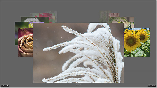 Comparing images in Review Mode in Adobe Bridge. Image © 2015 Photoshop Essentials.com