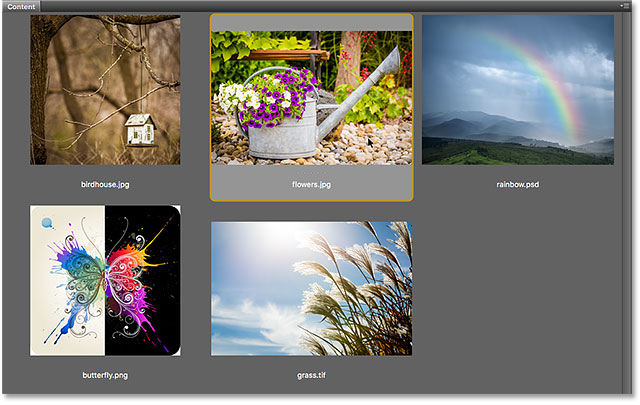 Selecting an image from the Content panel in Bridge.
