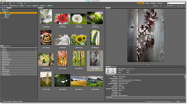 The Content panel is again showing all images in the folder. Image © 2015 Photoshop Essentials.com