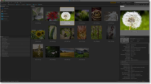 The thumbnails in the Content panel are now much larger. Image © 2015 Photoshop Essentials.com