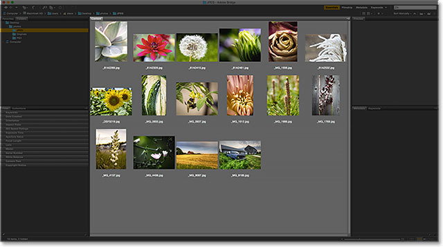 The Content panel in Adobe Bridge. Image © 2015 Photoshop Essentials.com
