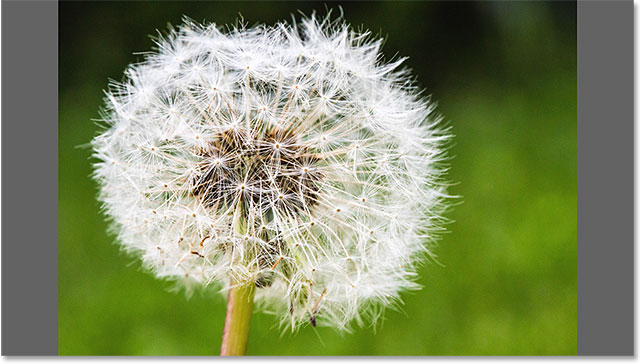 A full screen preview of the image in Adobe Bridge. Image © 2015 Photoshop Essentials.com