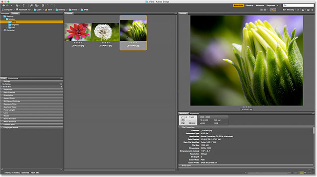 Only images with a five star rating remain in the Content panel. Image © 2015 Photoshop Essentials.com
