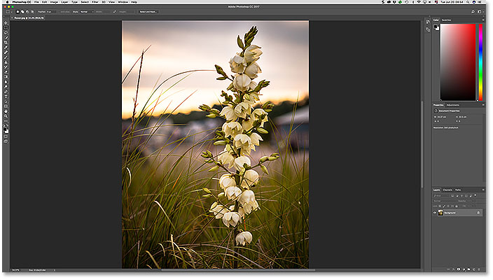 The image opens in Photoshop.