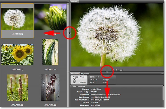 Resizing the Preview panel in Bridge CC. Image © 2015 Photoshop Essentials.com