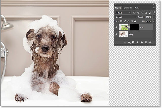 The cat photo disappears after filling the layer mask with black.