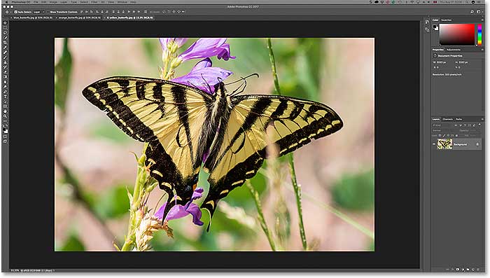 Three photos opened as tabbed documents in Photoshop. Image licensed from Adobe Stock.