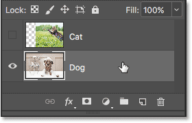 Selecting the Dog layer in the Layers panel.