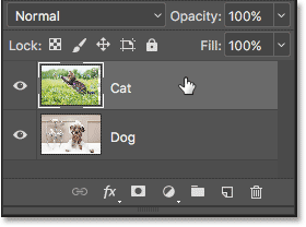 Selecting the Cat layer in the Layers panel.