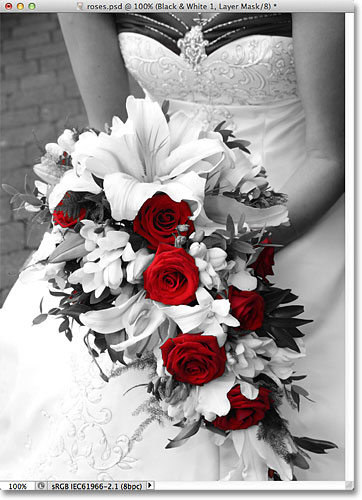 Color roses against a black and white image. 